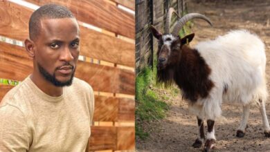 BBNaija Omashola Live Goat